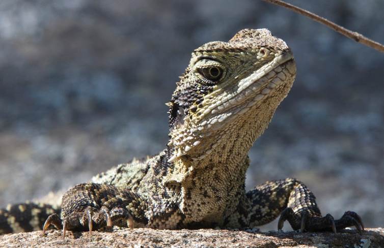 Eastern Water Dragon