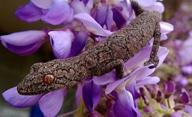 Geckos aka Lakatosian Monsters