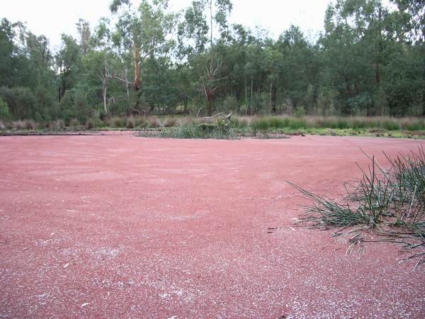 Red Billabong  - a closer view